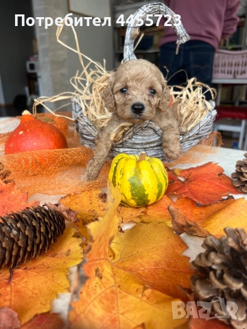 Прекрасни той-пудели готови за нов дом