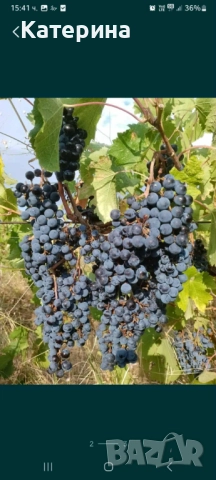 Грозде сорт Каберне 1,75лв/кг с безплатно мелене и отделяне на чепките , снимка 1