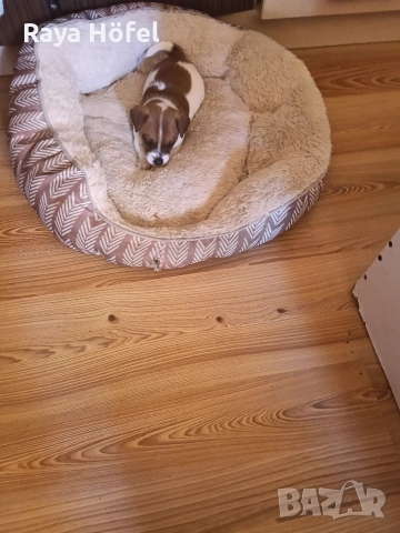 Джак Ръсел , снимка 4 - Джак ръсел териер - 52925692