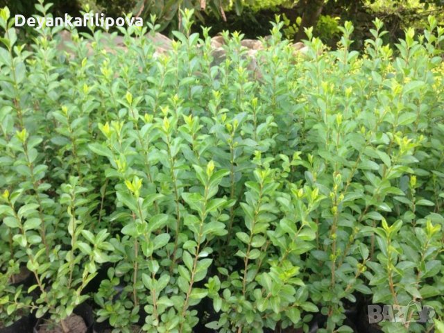 Зелен лигуструм  разклонен ,подрязван перфектен на гол корен- 070 см, снимка 11 - Градински цветя и растения - 18136492