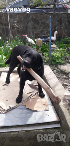 Нашият красавец Спайк - черен мъжки лабрадор търси си приятелка., снимка 2 - Лабрадор ретривър - 44877942