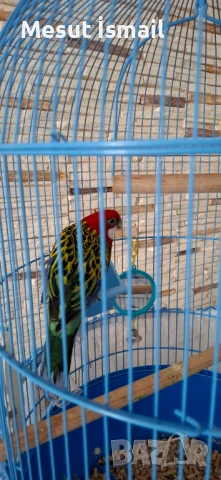 Папагал Розела , снимка 1