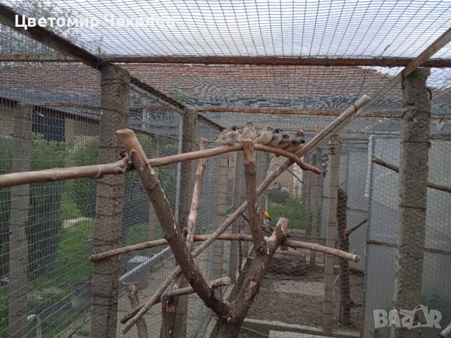 Зеброви амадини(финки), снимка 13 - Амадини - 36593321