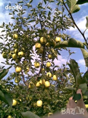 резитба  на  овощни дръвчета и   лози , снимка 3 - Градински цветя и растения - 53020457