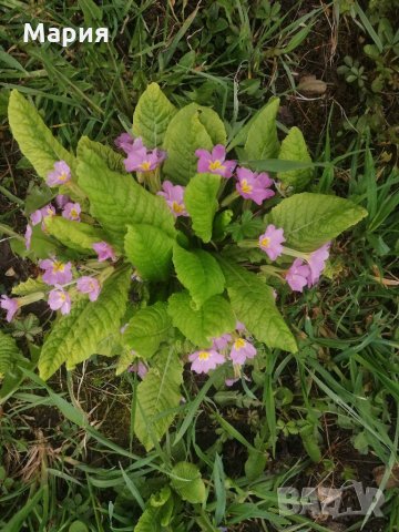 Градинска иглика в 3 цвята и разцветки.От март до Април , снимка 5 - Градински цветя и растения - 32711428