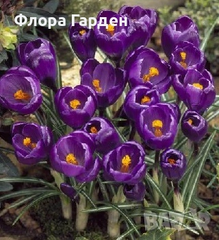 Луковици ЗЮМБЮЛИ, ЛАЛЕТА И ДРУГИ - 10 % отстъпка, снимка 11 - Градински цветя и растения - 51033126