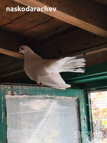 Бургаски местни преметачи различни цветове, снимка 3 - Гълъби - 52410723