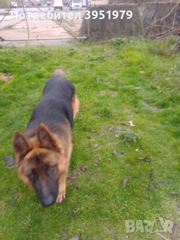 Продавам мъжка немска овчарка, снимка 3 - Немска овчарка - 52170970