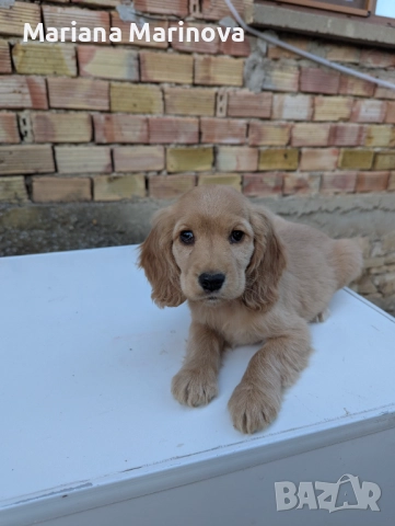 Английски кокер шпаньол 