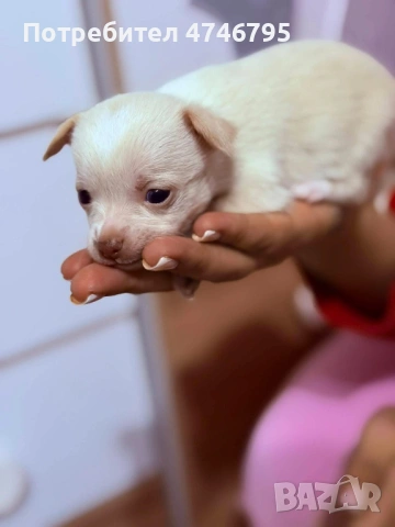 Малки Кученца бели,кафяви и бежови си търсят стопани, снимка 8 - Пинчер - 53598145