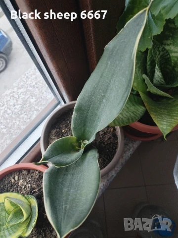 Налични жълти сансевиери, moonshine, cilindrica, Black moon, алое, красула, снимка 13 - Стайни растения - 35198298