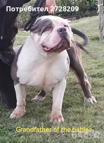Американско Були ХЛ/ American Bully XL, снимка 8 - Питбул - 51410382