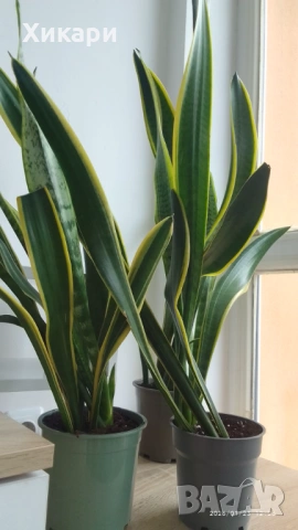 Сансевиера / Sansevieria trifasciata  , снимка 8 - Стайни растения - 50819879