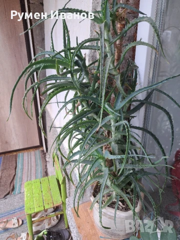 Алое в саксия , снимка 2 - Тор и почвени смеси - 51082590