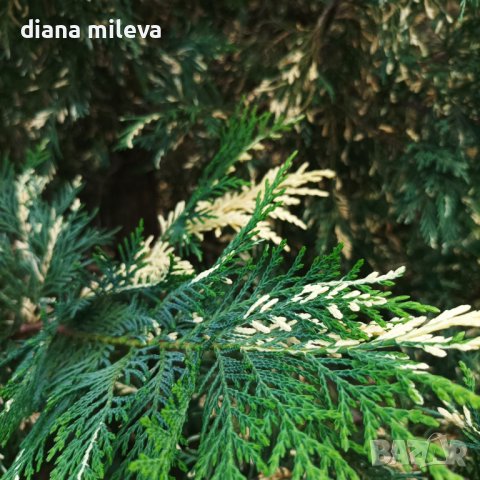 Кипарис Лейланди вариегатно, (Cupressocyparis leylandii 'Variegata'), снимка 8 - Градински цветя и растения - 43302260