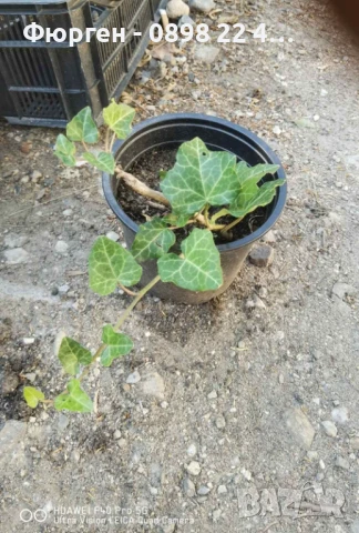 Бръшлян - Хедера обикновен (Hedera), снимка 6 - Разсади - 51007753