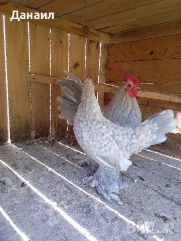 Холандска гащата, снимка 6 - други­ - 52245765