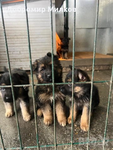Продавам Немски Овчарки