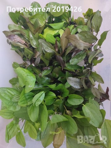 Ехинодориуси видове , снимка 4 - Други - 40880402