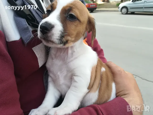 ПРОДАВАМ ДЖАК РЪСЕЛ 1505251425, снимка 6 - Джак ръсел териер - 50299998