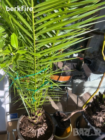 Финикова Палма , снимка 3 - Градински цветя и растения - 52943089