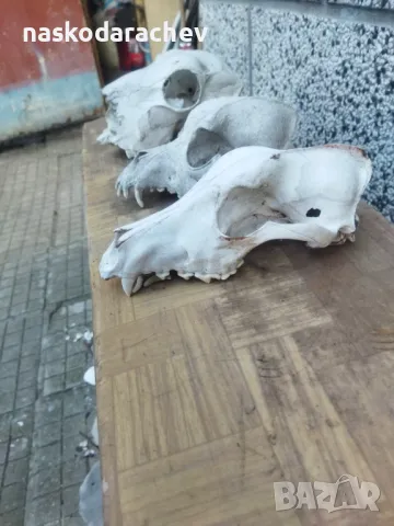 Череп, черепи за декорация, снимка 13 - Декорация за дома - 39432640