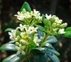 Питоспорум тобира -градински ароматен храст