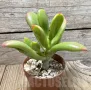 Crassula ovata ‘Hobbit Sunset’, снимка 1