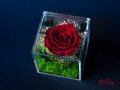 Естествена Вечна Роза в Акрилна Кутия / Уникален Подарък за Рожден Ден / Жива Вечна Роза в Кутия, снимка 2