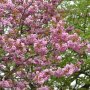 Prunus Royal Burgundy(Прунус Роял Бургунди), снимка 2