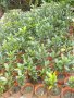 Дафинов лист - дафинов храст 2-год. растение Дафина - Лаура нобилис, снимка 1 - Градински цветя и растения - 12321117