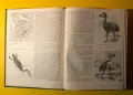 Стара Книга от Поредицата Живота на Животните/ Птиците том 6, снимка 5