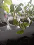Фикус,бенджамин ,кактуси,юка,замиокулкас  и др.едри цветя, снимка 8