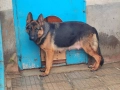 Немски овчарки мъжки и женски, снимка 6