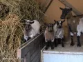 Декоративни козички и ярета кози холандски мини , снимка 5