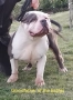 Американско Були ХЛ/ American Bully XL, снимка 8