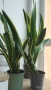 Сансевиера / Sansevieria trifasciata  , снимка 8