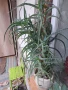 Алое в саксия , снимка 2