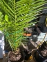 Финикова Палма , снимка 3