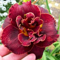 Хемерокалис (Hemerocallis) Double Red Royale, снимка 1 - Разсади - 36680742