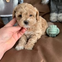 Пудел Той Poodle toy / Малтипу Маltipoo, снимка 9 - Пудели - 43033631