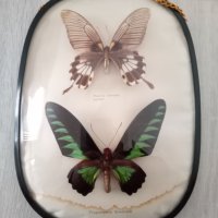 Препарирани Пеперуди , снимка 1 - Други животни - 40394540