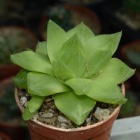 Хавортия (Haworthia cymbiformis var. planifolia), снимка 1 - Стайни растения - 37398892