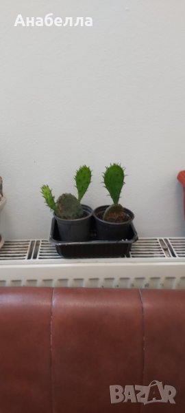 Кактус Опунция, снимка 1