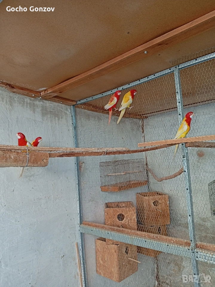 папагали розели, снимка 1