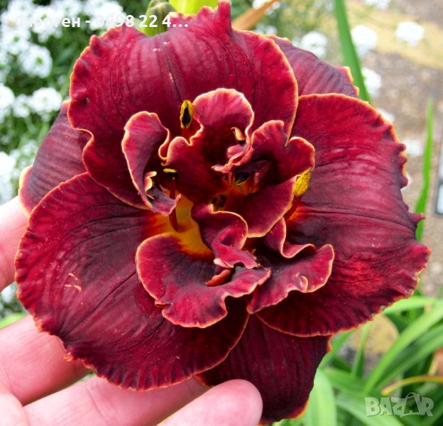 Хемерокалис (Hemerocallis) Double Red Royale, снимка 1