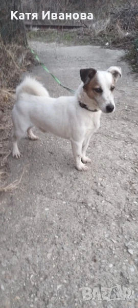подарявам Джак Ръсел териер , снимка 1