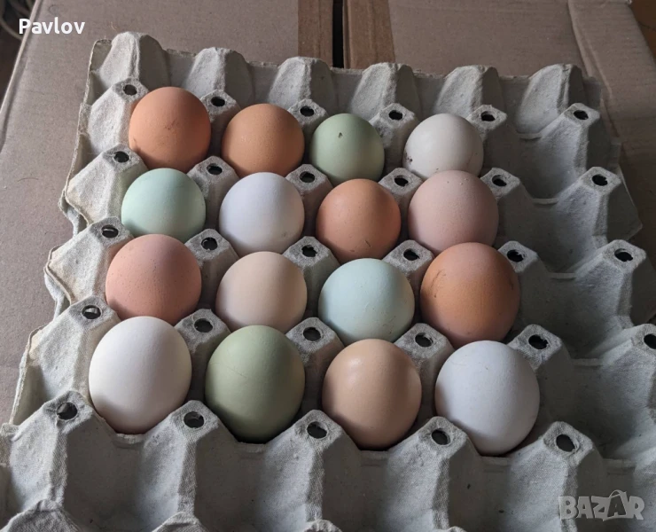 Джинки; аракуана, катунски, Гъсета, пуйчета и др, снимка 1