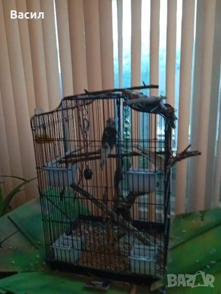 продавам мъжка корела, снимка 1