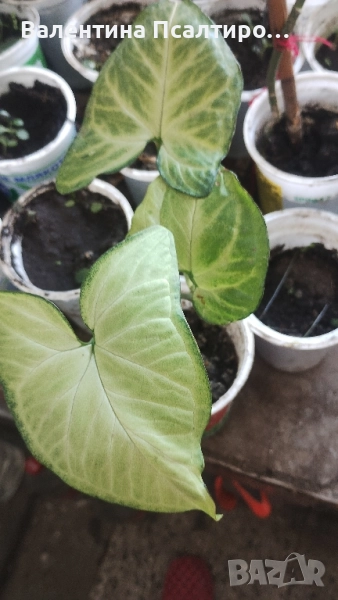 Сингониум, снимка 1